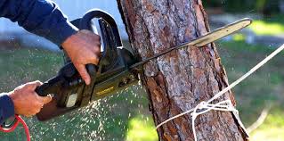 Best Storm Damage Tree Cleanup  in Bethlehem, WV