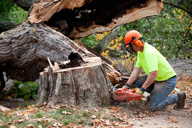 Best Leaf Removal  in Bethlehem, WV