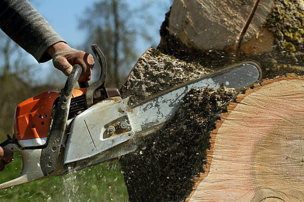 Best Lawn Grading and Leveling  in Bethlehem, WV